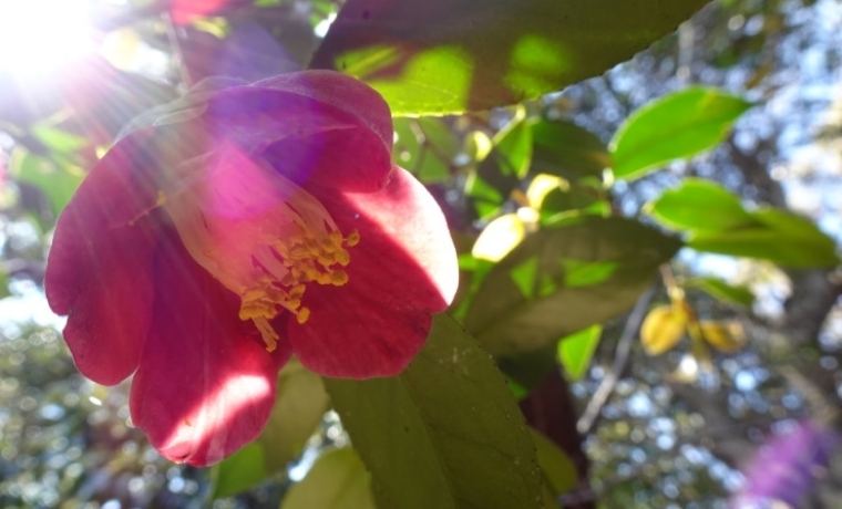 ツバキの群生林